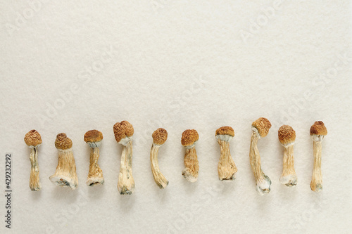 Dried psilocybin mushrooms on white background in row. Psychedelic Psilocybe Cubensis, magic trip. Medical use. Micro-dosing concept.