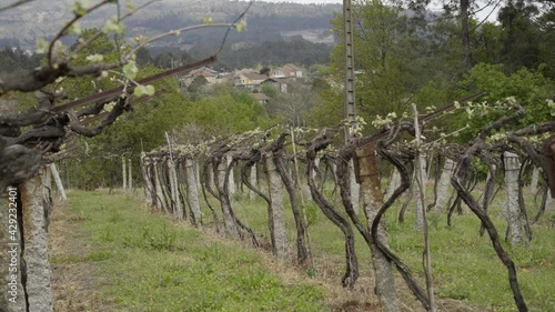 green shoots on vine of a vineyard with unfocused background and stone posts. birth of natural leaves in grape plant.