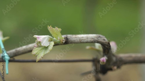 green shoots on vine of a vineyard with unfocused background and stone posts. birth of natural leaves in grape plant.