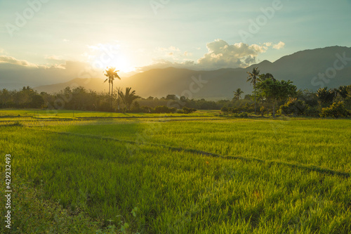 Timelapse video of the beautiful rice fields, at sunset, in the Bada Valley, on the island of Sulawesi, Central Sulawesi, Indonesia. In the distance, the mountains of Lore Lindu covered in clouds.