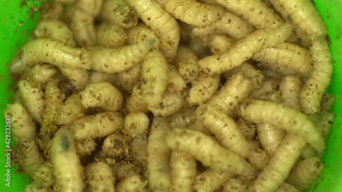 a lot of fly larva photo