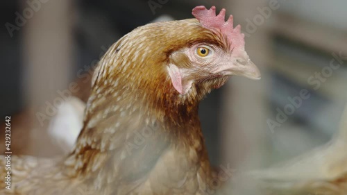 orange hens in hen house with gray unfocused background and hen in the foreground. caged chickens. rooster surrounded by chickens with yellow beak and red crest