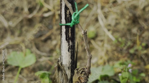 young vine with green leaves tied to a cane to keep it straight and camera movement from bottom to top. young and newly planted plant tied with green string.