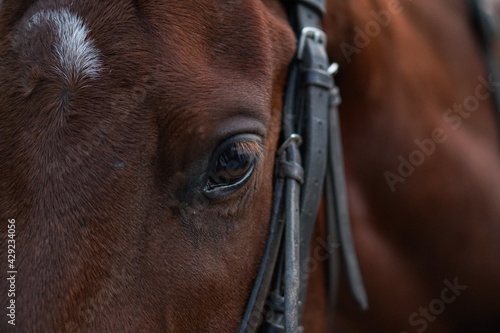 beautiful horse eye