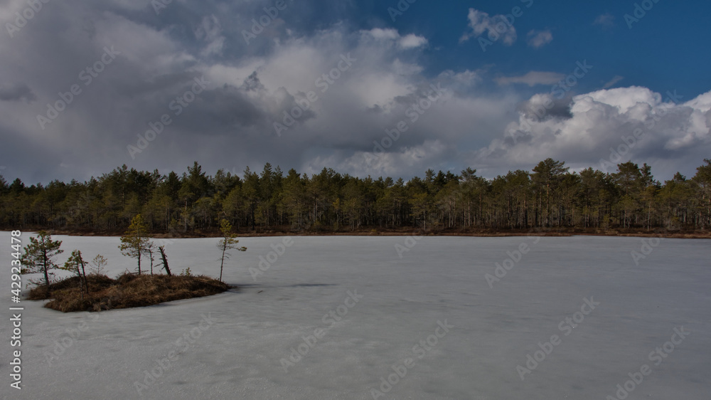 The frozen Selisoo swamp, Estonia, with a small thawed island, in a spring sunny day against the backdrop of a pine forest under a blue sky with beautiful clouds.