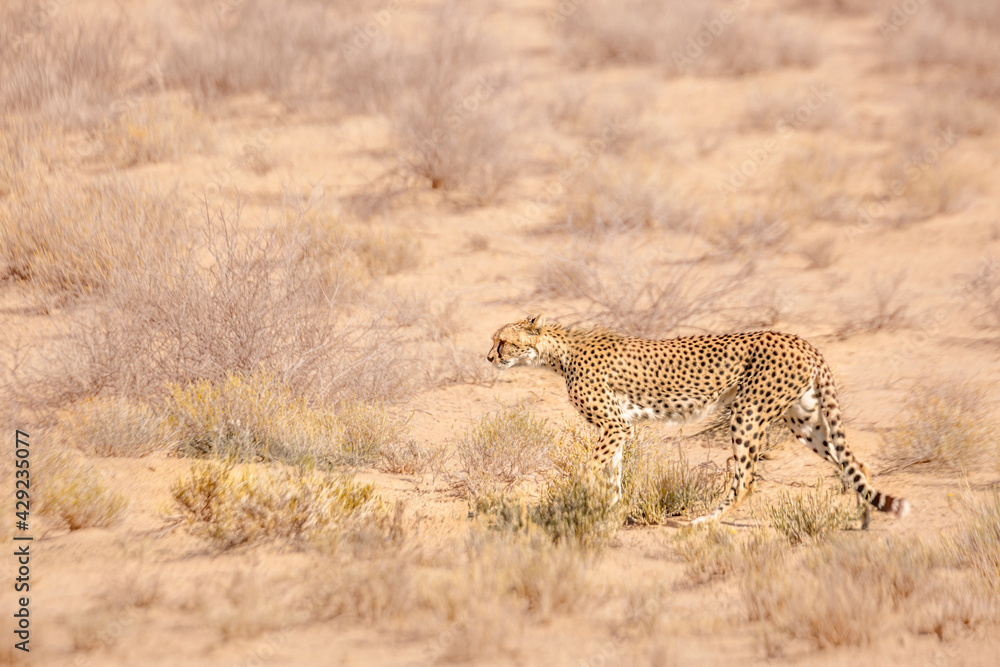 Cheetah walking side view in dry land in Kgalagadi transfrontier park, South Africa ; Specie Acinonyx jubatus family of Felidae Cheetah walking side view in dry land in Kgalagadi transfrontier park, South Africa ; Specie Acinonyx jubatus family of Felidae