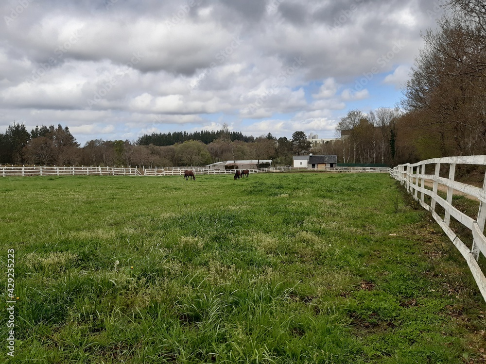 Caballos pastando en un prado cercado en Galicia