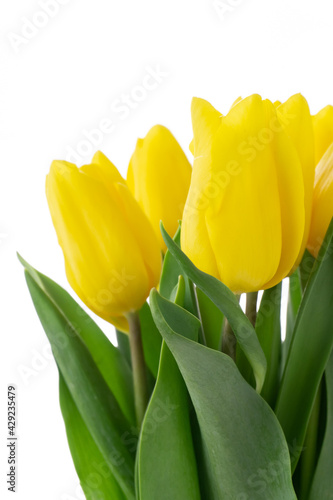 Yellow tulip bouquet with green leaves on a white background