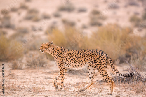 Cheetah walking side view in dry land in Kgalagadi transfrontier park, South Africa   Specie Acinonyx jubatus family of Felidae © PACO COMO