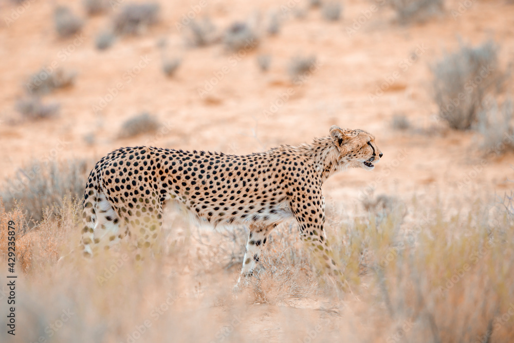 Cheetah walking side view in dry land in Kgalagadi transfrontier park, South Africa ; Specie Acinonyx jubatus family of Felidae Cheetah walking side view in dry land in Kgalagadi transfrontier park, South Africa ; Specie Acinonyx jubatus family of Felidae