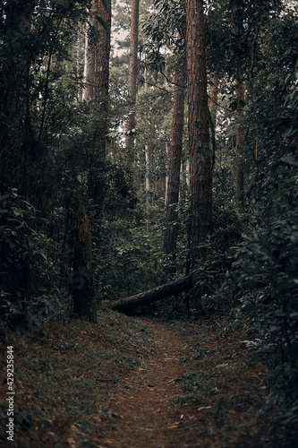 path in the woods