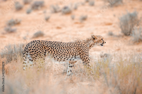 Cheetah walking side view in dry land in Kgalagadi transfrontier park, South Africa ; Specie Acinonyx jubatus family of Felidae