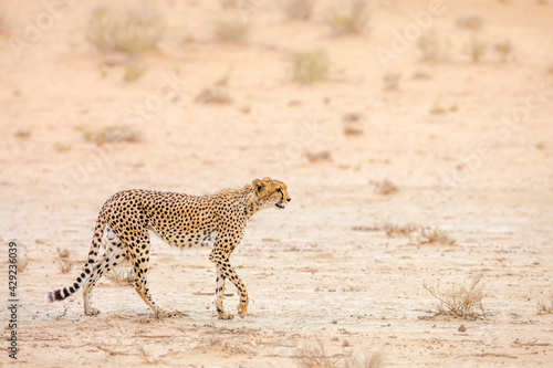 Cheetah walking side view in dry land in Kgalagadi transfrontier park, South Africa ; Specie Acinonyx jubatus family of Felidae