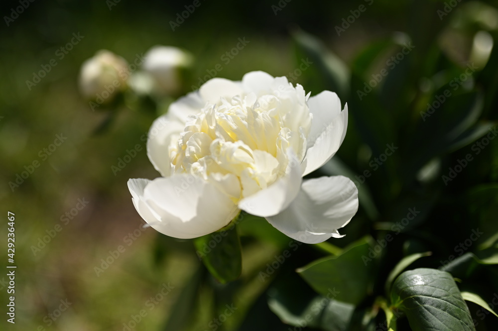 Pivoine Pivoine