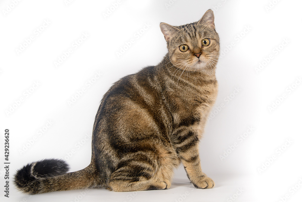 British tabby cat on a white background, isolated British tabby cat on a white background, isolated