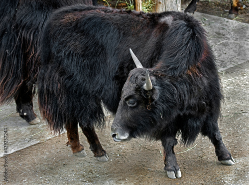 Black domestic yak. Latin name - Bos grunniens and Bos mutus
