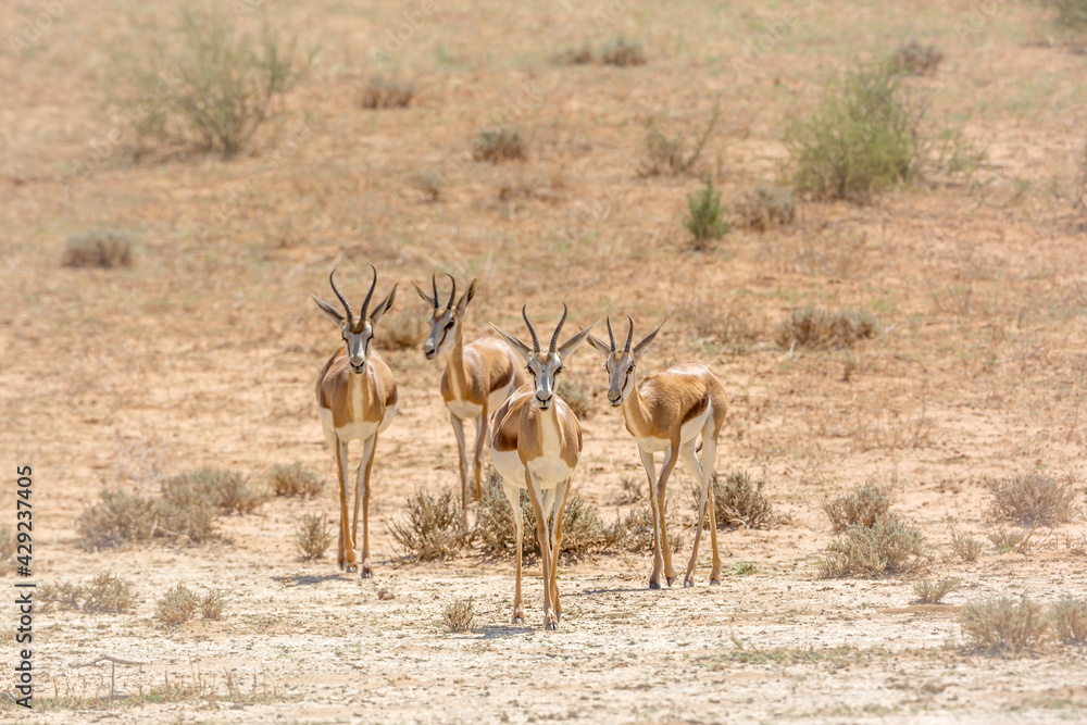Small group o f Springbok walking in front view in dry land in Kgalagari transfrontier park, South Africa ; specie Antidorcas marsupialis family of Bovidae Small group o f Springbok walking in front view in dry land in Kgalagari transfrontier park, South Africa ; specie Antidorcas marsupialis family of Bovidae