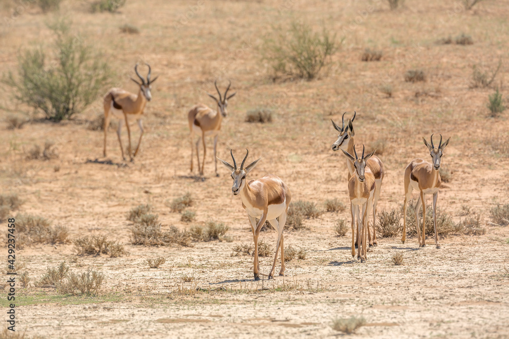 Fototapeta premium Small group o f Springbok walking in front view in dry land in Kgalagari transfrontier park, South Africa ; specie Antidorcas marsupialis family of Bovidae