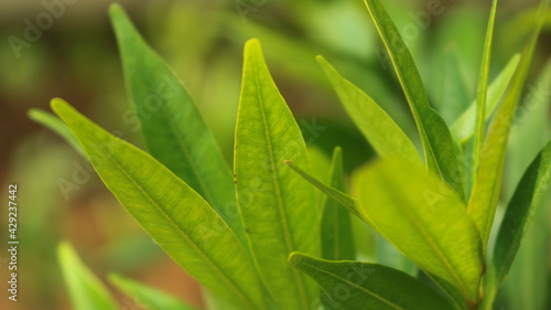 Fototapeta Naklejka Na Ścianę i Meble -  greenish leaf closeup