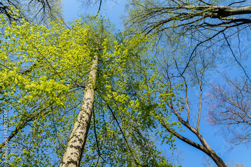 Frühling in Eilenriede Hannover photo