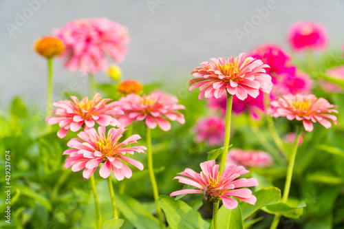 Colorful zinnia flowers blooming Garden. Color nature background.