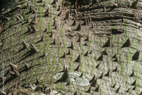 Close up of the thorny trunk of the Pink trumpet tree or Ip   Rosa.