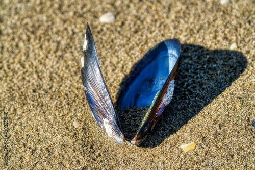 Blue Mussel on the beach