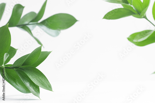 Creative mock-up of colorful riskus leaves on a white background. Minimal summer exotic concept with copy space.