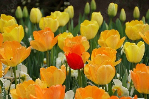 Orange and yellow color of Darwin Hybrid tulip  Daydream  flowers at full bloom