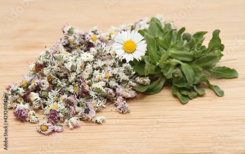 Dried daisy flowers and fresh plant, lat. Bellis perennis, also bruisewort. Bellis perennis has been used in herbal medicine. photo