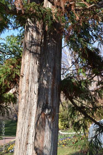 Un arbre centenaire au Jardin Lecoq photo