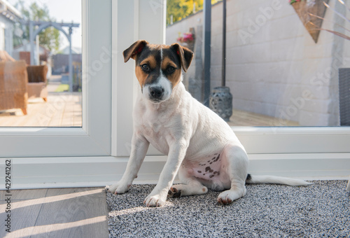 Jack Russell puppy waiting at doors to go outside 