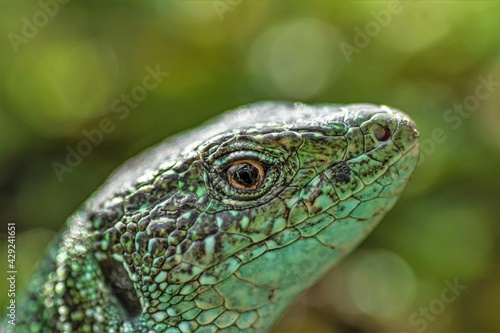 a close up with the head of a green lizard 