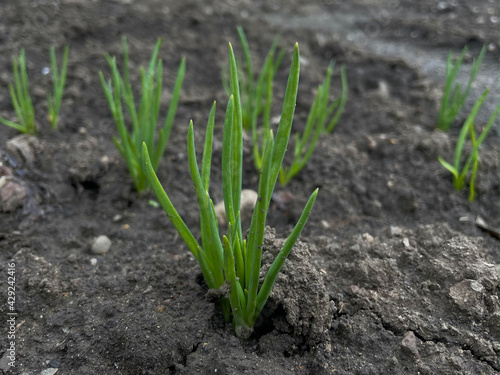 young onions grown in the garden in spring