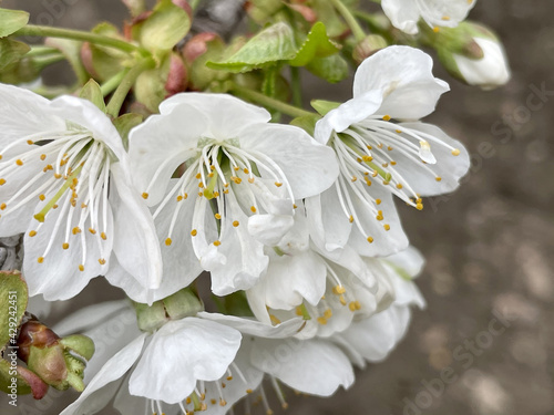 blossoming cherry buds on a branch in spring in the garden