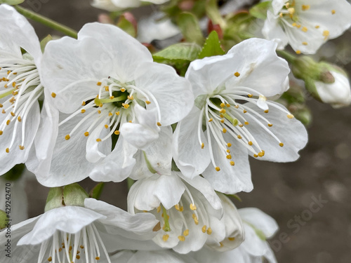 blossoming cherry buds on a branch in spring