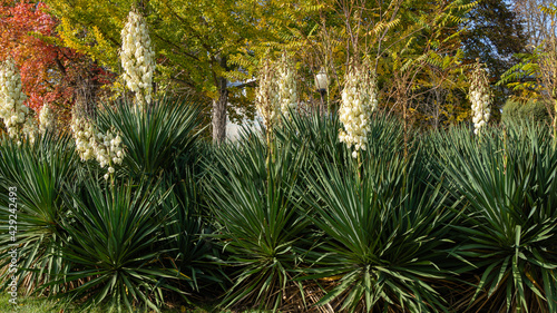 Blooming Yucca gloriosa in the landscape park of the resort town of Goryachy Klyuch. Close-up. Large white inflorescences on a vertical peduncle. Interesting concept of nature design. © AlexanderDenisenko