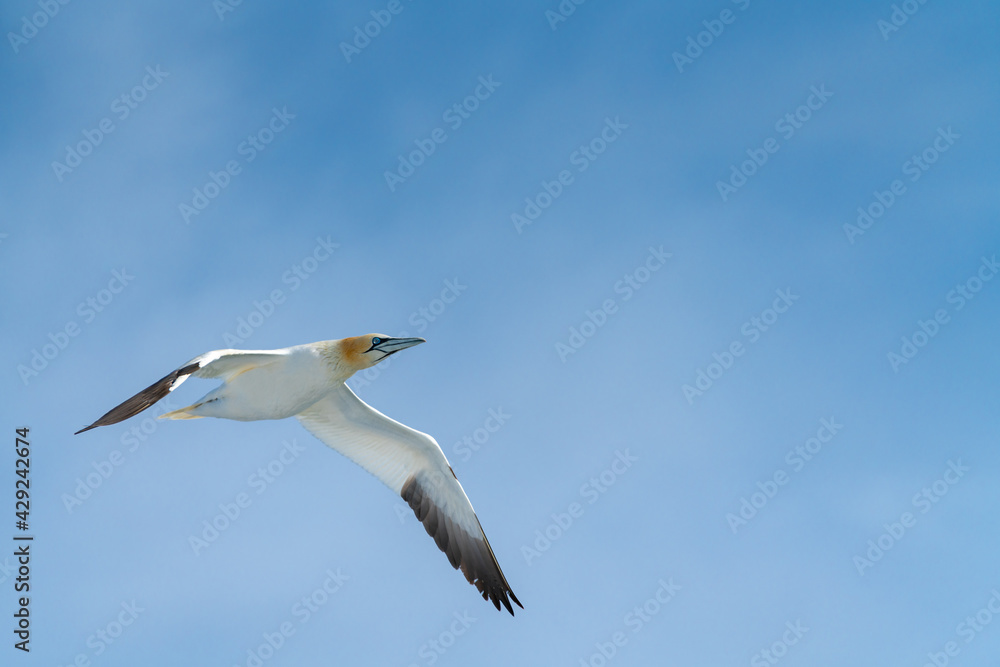 Northern gannet flies above blue waters of the North Atlantic ocean near Iceland. Elegant Morus bassanus travels through the arctic. Northern gannet flies above blue waters of the North Atlantic ocean near Iceland. Elegant Morus bassanus travels through the arctic.