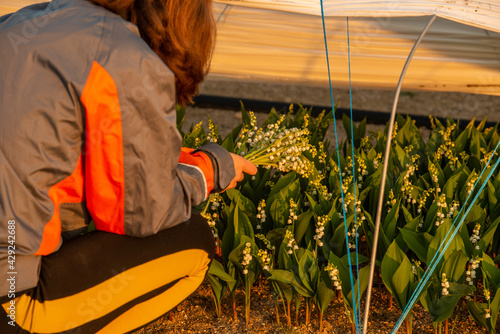 cueillette du muguet à nantes