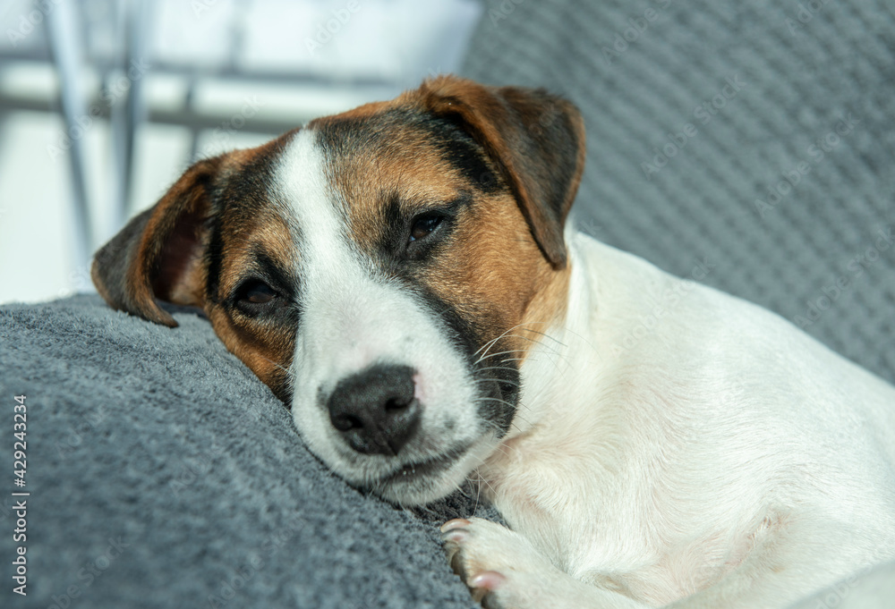Close up image of a Jack Russel puppy resting on a couch Close up image of a Jack Russel puppy resting on a couch