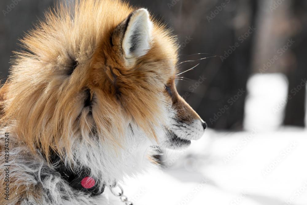Portrait of an unusual exotic pet in the form of a red fox in a collar against the backdrop of snow and winter forest in cold weather in nature domestication of wild animals and inhumane treatment.