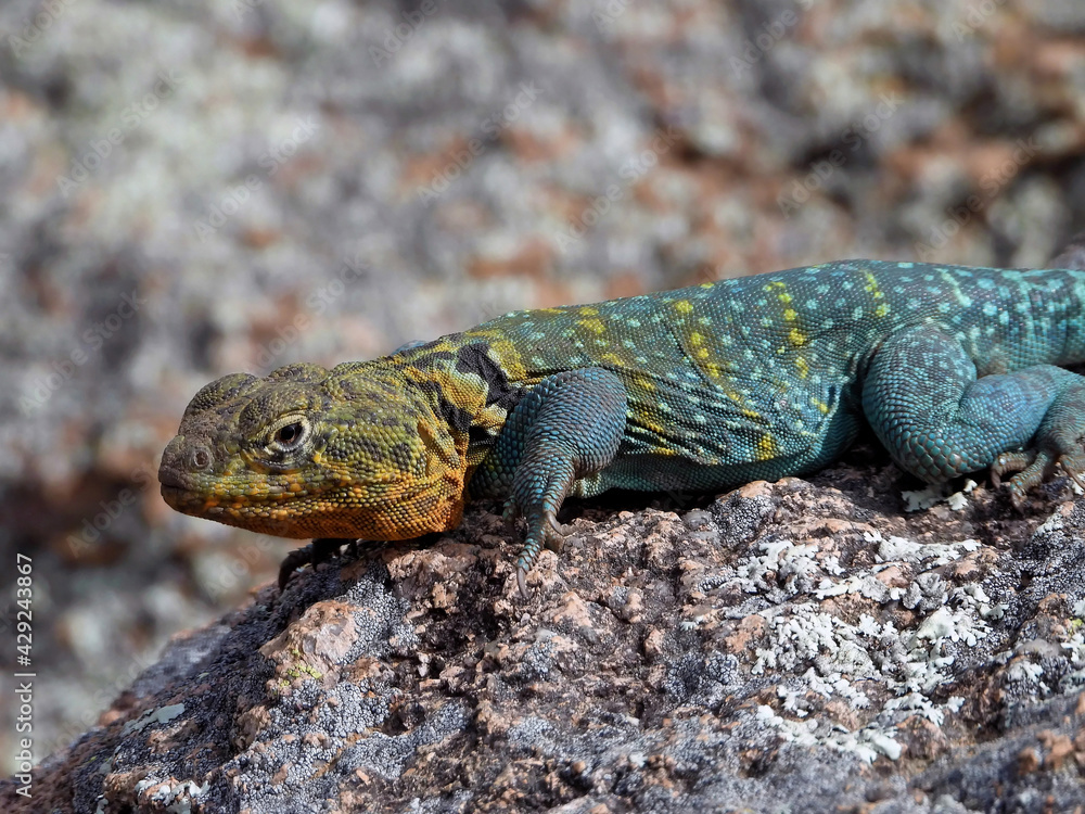 Naklejka premium Common collared lizzared found at the Wichita Mountains National wildlife refuge Oklahoma