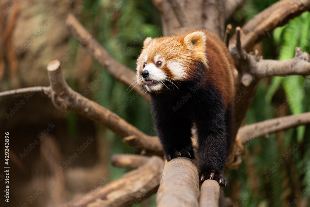 The red panda lives in the mountains from southwest China to the Himalayas. The red panda lives in the mountains from southwest China to the Himalayas.