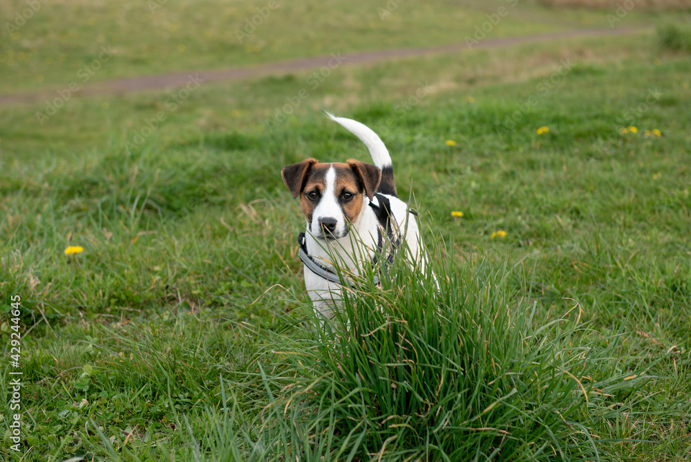 Young Jack Russel puppy outdoors playing in grass 