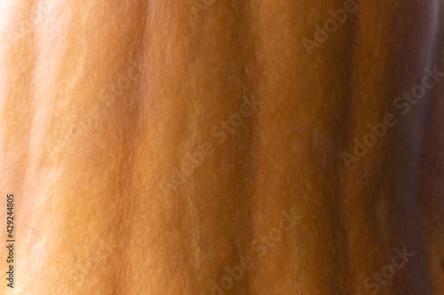 Orange pumpkin texture close up