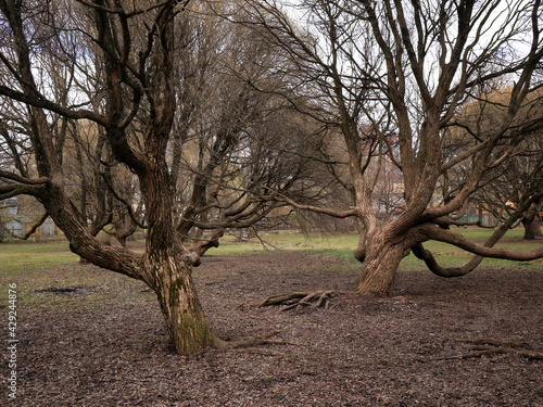 Old bizarre trees in the park in early spring