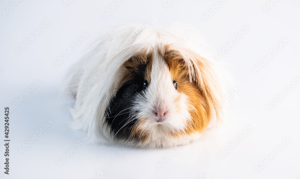Fluffy guinea pig on white background Fluffy guinea pig on white background