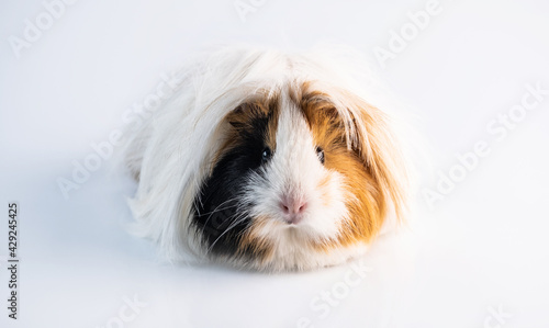 Fluffy guinea pig on white background