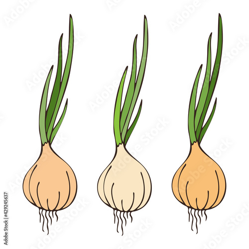 Flat vector illustration of fresh onion with leaves. Image of food, summer season. Isolated on white background.