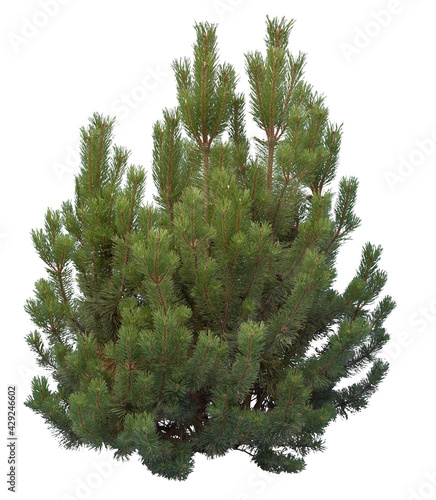 Shrub pine close-up, cutout isolated on white background. photo